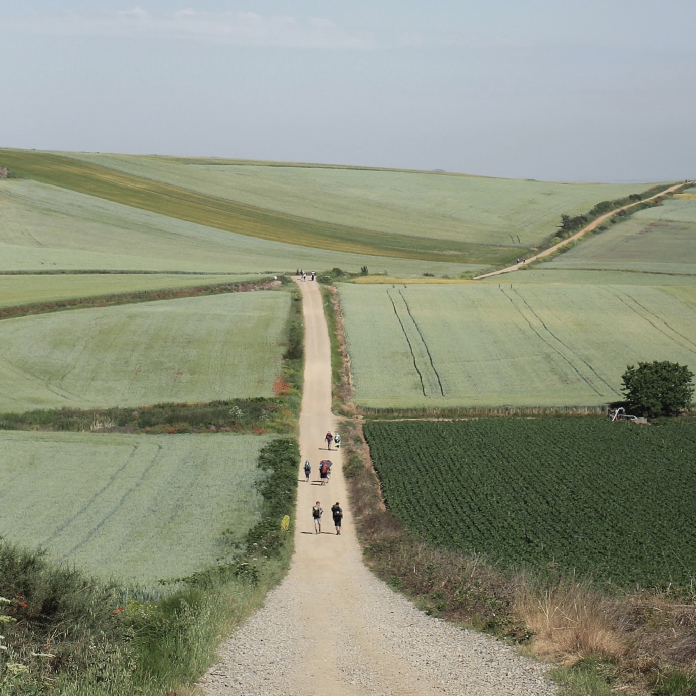 landscape picture of people walking the path in the Tuscan Countryside